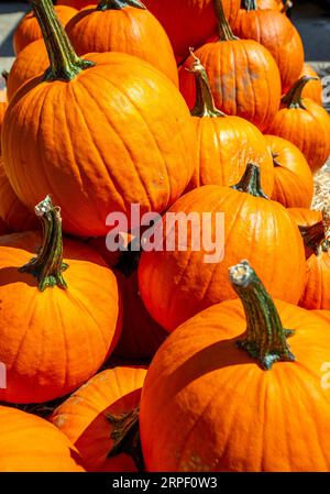 Pumpkins on display at a home improvement store in Torringron, Connecticut Stock Photo