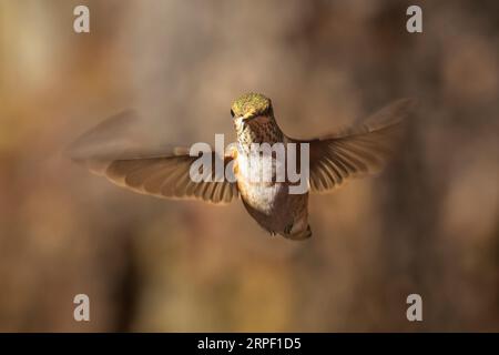 Female rufous hummingbird (Selasphorus rufus) hovering with blurred wings illustrating motion. Stock Photo