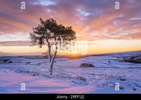 Lone Scots Pine and colourful sunrise above a snow covered Marrick Moor near Reeth, Swaledale, Yorkshire Dales, North Yorkshire, UK in winter (Novembe Stock Photo
