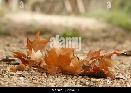 September, maple leaves begin to fall, autumn begins in Alcoi, Spain Stock Photo