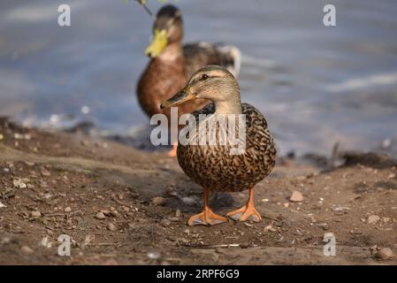 Pair of Mallard Ducks (Anas platyrhynchos) Walking Towards Camera on  Lake Bank, Male in Eclipse, Against a Water Background, taken in the UK in Sept Stock Photo