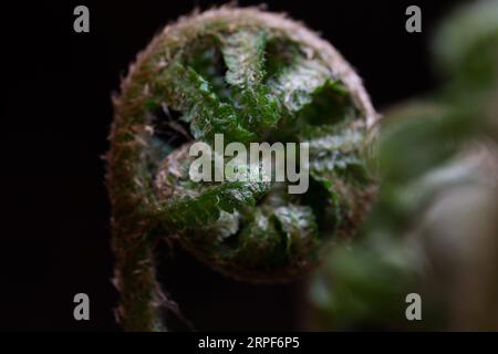 Close-up image of Fiddleneck (Amsinckia intermedia) with delicate leaves emerging from the central stem Stock Photo