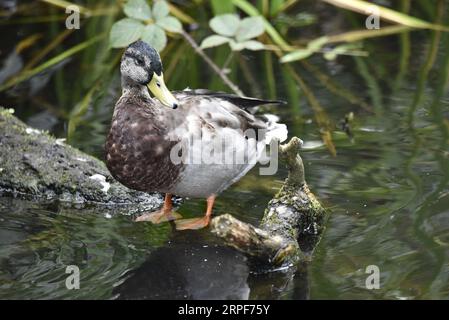 Eclipsed Drake Mallard Duck (Anas platyrhynchos) Standing on a Tree Branch Above Water, Left of Image, Looking to Right, taken in the UK in September Stock Photo