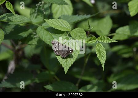 Image of a Speckled Wood Butterfly (Pararge aegeria) From Above, with Wings Open, Facing Up a Nettle Leaf, taken in the UK in September Stock Photo