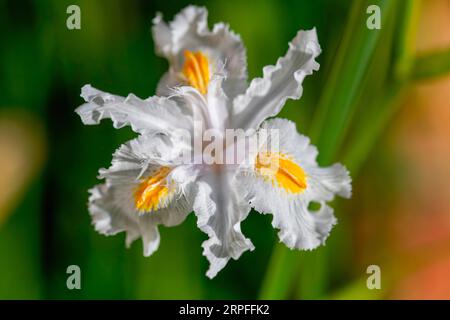Fringed iris (Iris japonica) also known as Shaga or butterfly flower flowers in early spring here in the Western Cape. It has a delicate vanilla scent Stock Photo
