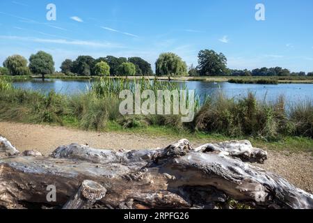 Interesting log to rest on  next to Heron pond in Bushy Park Surrey UK Stock Photo