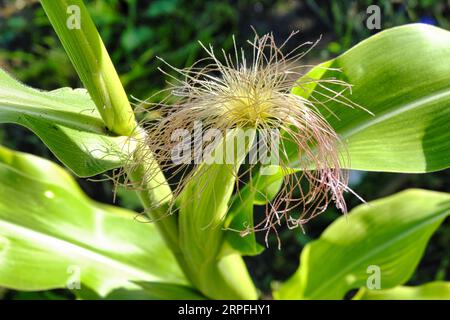 Close up of Corn Silk fibre on an emerging cob of Sweetcorn in late summer Stock Photo