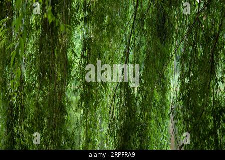 summer background: thick green willow leaves Stock Photo