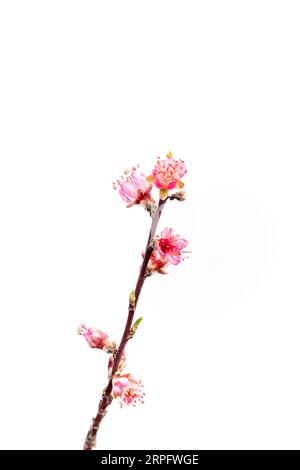 Branch with pink peach flowers on a white background. Fruit tree blossoms in spring. Stock Photo