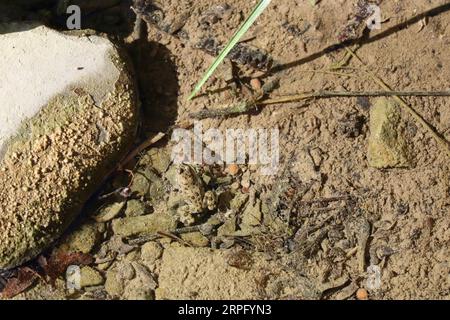 Yellow-bellied Toad crouching on the Ground Stock Photo