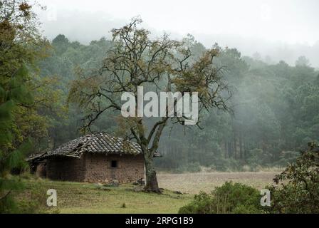 A small, old cabin in the forest on a foggy day. Stock Photo
