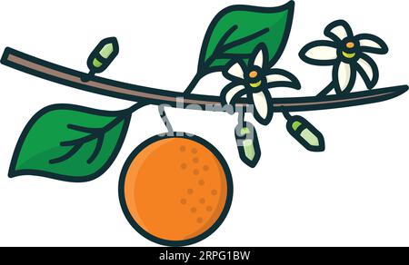 orange tree branch with fruit and flowers isolated vector illustration for Orange Blossom Day on June 27 Stock Vector