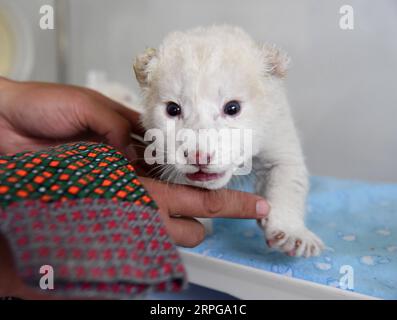 191009 -- JINAN, Oct. 9, 2019 -- A newborn white lion cub is pictured at Wild World Jinan, a wildlife park in Jinan, capital of east China s Shandong Province, Oct. 9, 2019. A white lion mother gave birth to a pair of twin cubs on Oct. 2 at Wild World Jinan. The two newborn cubs, a male and a female, are in good health condition and will meet public visitors following an observation period. The white lion is a rare wildlife species mostly found in southern Africa.  CHINA-SHANDONG-JINAN-WHITE LION CUBS-BIRTH CN WangxKai PUBLICATIONxNOTxINxCHN Stock Photo