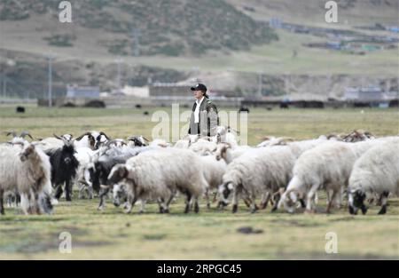 191011 -- LHASA, Oct. 11, 2019 -- Jianre Yixi herds sheep in southwest China s Tibet Autonomous Region, July 13, 2019. The Qinghai-Tibet Plateau was once known as a no-fly zone and it was extremely difficult to fly helicopters there. Now, after professional and intensive training, the first batch of young Tibetans has flown civilian helicopters to the Mt. Qomolangma base camp. Jianre Yixi is from an impoverished herdsman family in Damxung County, Tibet. In 2016, Jianre Yixi, a student at Lhasa s No. 2 Secondary Vocational and Technical School, received a call to change her fate when a company Stock Photo