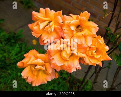 Lovers meeting Rose is a luminous Hybrid Tea rose . Its glowing orange colour make it look artificial Stock Photo