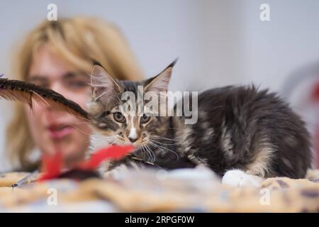 191014 -- BUDAPEST, Oct. 14, 2019 -- A cat is seen at an international cat show in Budapest, Hungary on Oct. 13, 2019. Photo by /Xinhua HUNGARY-BUDAPEST-CAT SHOW AttilaxVolgyi PUBLICATIONxNOTxINxCHN Stock Photo