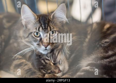 191014 -- BUDAPEST, Oct. 14, 2019 -- A cat is seen at an international cat show in Budapest, Hungary on Oct. 13, 2019. Photo by /Xinhua HUNGARY-BUDAPEST-CAT SHOW AttilaxVolgyi PUBLICATIONxNOTxINxCHN Stock Photo