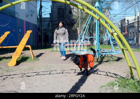 young black haired venezuelan latina woman, wearing jacket and jean pants, chasing her dog in park to grab her, playing with her pet on sunny day on w Stock Photo