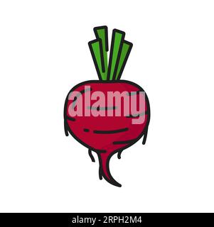 Color beetroot taproot vegetable, dieting vegetarian food thin line icon. Vector edible rhizome radish food. Garden table-beet vegetable Stock Vector