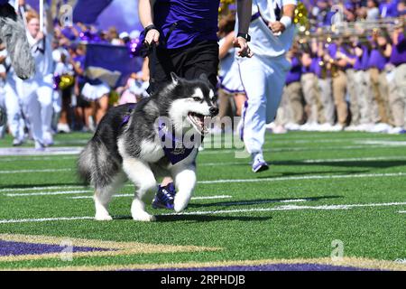 Seattle, WA, USA. 02nd Sep, 2023. The Washington Husky mascot Dubs leads the team onto the field before during the NCAA football game between the Boise State Broncos and Washington Huskies at Husky Stadium in Seattle, WA. Steve Faber/CSM/Alamy Live News Stock Photo