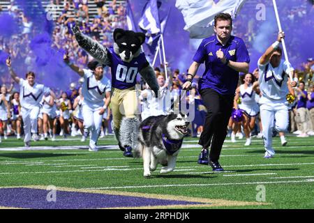 Seattle, WA, USA. 02nd Sep, 2023. The Washington Husky mascot Dubs leads the team onto the field before the NCAA football game between the Boise State Broncos and Washington Huskies at Husky Stadium in Seattle, WA. Steve Faber/CSM/Alamy Live News Stock Photo