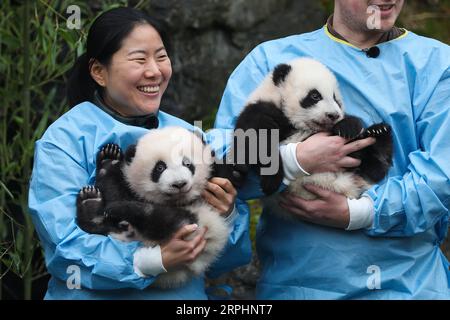 191114 -- BRUGELETTE, Nov. 14, 2019 -- Zookeepers hold the panda twins Bao Di L and Bao Mei at the Pairi Daiza zoo in Brugelette, Belgium, Nov. 14, 2019. The giant panda twins who were given birth in August by giant panda Hao Hao, were given official names on their 100-day celebration on Thursday. The male cub was named as Bao Di and the female cub was named as Bao Mei . Hao Hao was loaned by the Chinese government to Belgium in 2014. The pair of giant panda cubs were the second and third cubs born in the Pairi Daiza zoo, following the June 2016 birth of Tian Bao, the first giant panda ever bo Stock Photo