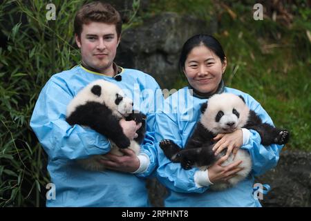 191114 -- BRUGELETTE, Nov. 14, 2019 -- Zookeepers hold the panda twins Bao Di R and Bao Mei at the Pairi Daiza zoo in Brugelette, Belgium, Nov. 14, 2019. The giant panda twins who were given birth in August by giant panda Hao Hao, were given official names on their 100-day celebration on Thursday. The male cub was named as Bao Di and the female cub was named as Bao Mei . Hao Hao was loaned by the Chinese government to Belgium in 2014. The pair of giant panda cubs were the second and third cubs born in the Pairi Daiza zoo, following the June 2016 birth of Tian Bao, the first giant panda ever bo Stock Photo