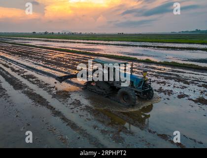 Paddy field during sunrise at Kedah state of Malaysia Stock Photo - Alamy