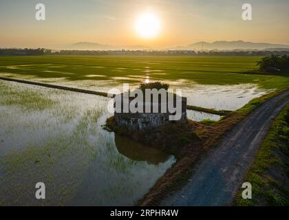 Paddy field during sunrise at Kedah state of Malaysia Stock Photo - Alamy