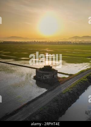 Paddy field during sunrise at Kedah state of Malaysia Stock Photo - Alamy