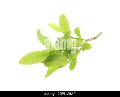 Bilberry branch with fresh green leaves isolated on white Stock Photo