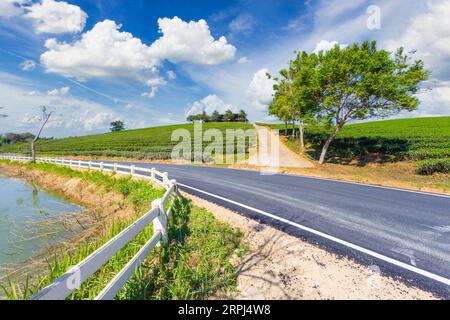 Choui Fong tea plantation and road with blue sky at Mae jan , tourist attraction at Chiang Rai province in thailand Stock Photo