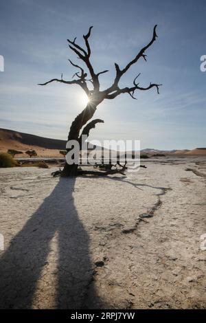 A star burst of sunlight peers through a dead camelthorn tree in Deadvlei, Sossusvlei, Namibia. Stock Photo