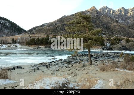 A lone young pine tree on a rocky bank of a beautiful mountain river flowing through a snow-covered valley on a winter day. Katun river, Altai, Siberi Stock Photo