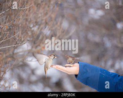 Sparrow eats seeds from a man's hand. A Sparrow bird sitting on the hand and eating nuts. Stock Photo