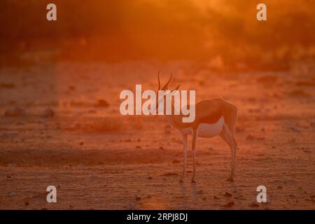 Springbok Walk Springbok walk through the golden afternoon light in Namibia's largest ...