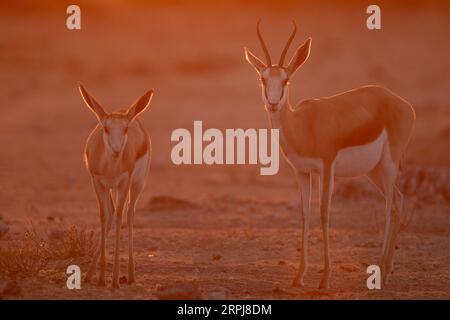 Springbok Walk Springbok walk through the golden afternoon light in Namibia's largest ...