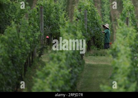 191206 -- BENTO GONCALVES, Dec. 6, 2019 -- Photo taken on Dec. 5, 2019 shows a view of a vineyard in Bento Goncalves, Brazil. The 55th summit of the South American trade bloc Mercosur Southern Common Market opened on Thursday in Bento Goncalves, a famous wine-producing city in Brazil. Rahel Patrasso BRAZIL-BENTO GONCALVES-MERCOSUR-SUMMIT ZhaoxYan PUBLICATIONxNOTxINxCHN Stock Photo