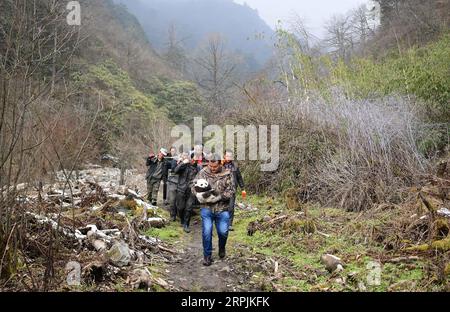 191213 -- CHENGDU, Dec. 13, 2019 -- Staff members transport giant panda Qiao Qiao and its cub in Wolong National Nature Reserve in southwest China s Sichuan Province, Dec. 12, 2019. A giant panda mother raised in captivity was brought back to the conservation center Thursday after mating with a wild panda and giving birth to twins in southwest China. CHINA-SICHUAN-WOLONG-PANDA MOTHER-RETURN CN XuexYubin PUBLICATIONxNOTxINxCHN Stock Photo