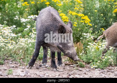 Wild boars feeding on green grain field in summer. Wild pig hiding in agricultural country copy space. Stock Photo