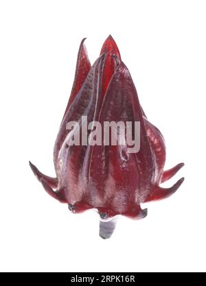 It is Single roselle isolated on white. Stock Photo