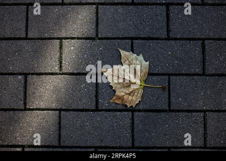 Autumn yellow leaves on gray stone paving stones. Autumn background. Stock Photo