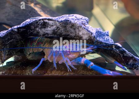 Blue Crayfish in aquarium under the glass. Growing crayfish.. Stock Photo