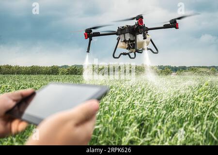 drone control on the farmer's field. Modern technologies in agriculture. industrial drone flies over a green field and sprays useful pesticides to inc Stock Photo