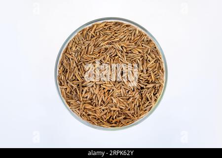 dry seeds in plate on white background view from above. grain crops. Bromus Stock Photo