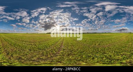 360 degree panoramic view of spherical 360 hdri panorama among green grass farming field with clouds on blue evening sun in equirectangular seamless projection, use as sky dome re