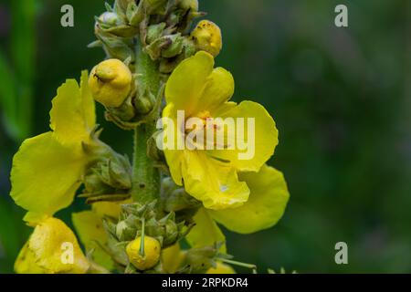 Verbascum densiflorum the well-known dense-flowered mullein. Stock Photo