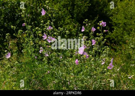 Flower close-up of Malva alcea greater musk, cut leaved, vervain or hollyhock mallow, on soft blurry green grass background. Stock Photo