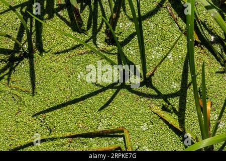 Duckweed - Cultivation of duckweed. Lemna trisulca . Stock Photo