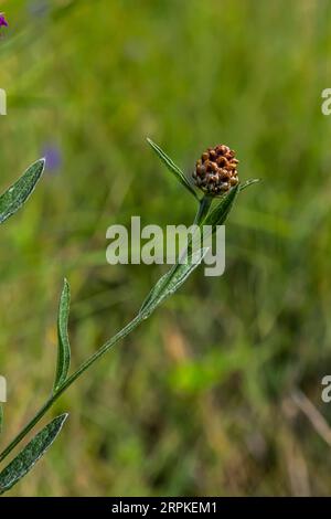 Centaurea scabiosa subsp. apiculata, Centaurea apiculata, Compositae. Wild plant shot in summer. Stock Photo